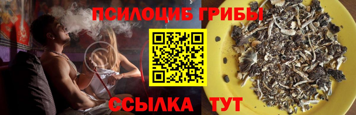 купить наркотик  Галлюциногенные грибы Psilocybe  Вход с VPN  Фролово 